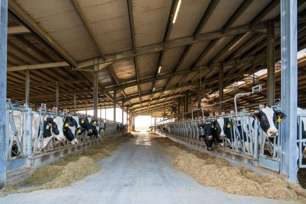 livestock housing concrete floor
